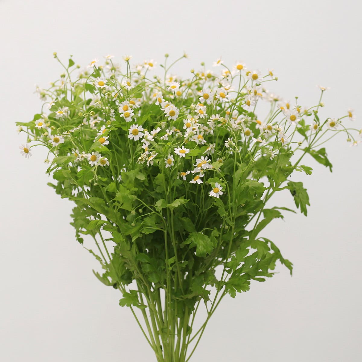 Bunch of chamomile flowers with green foliage and white blooms