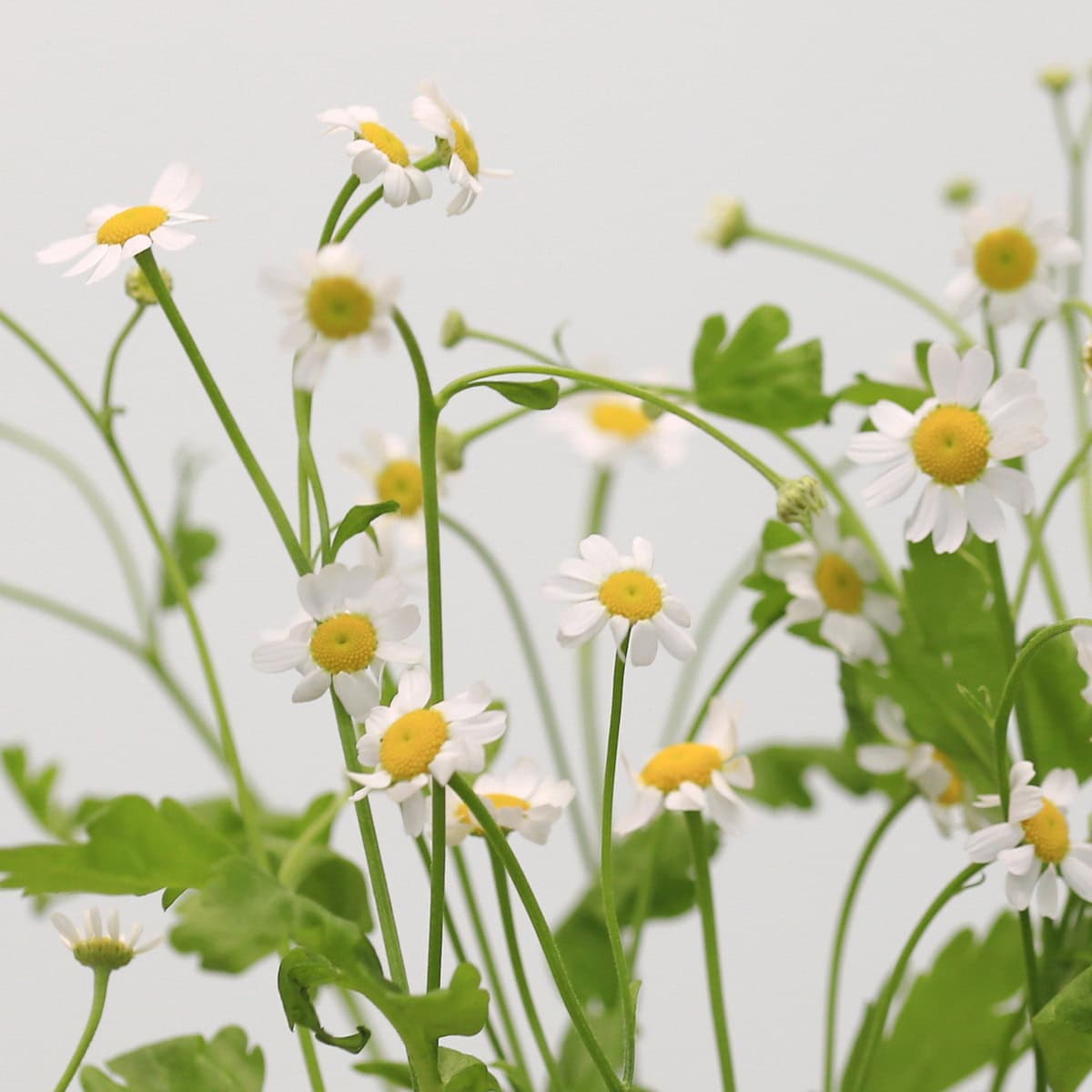 Chamomile – Tanacetum (Matricaria)