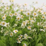 Chamomile – Tanacetum (Matricaria)