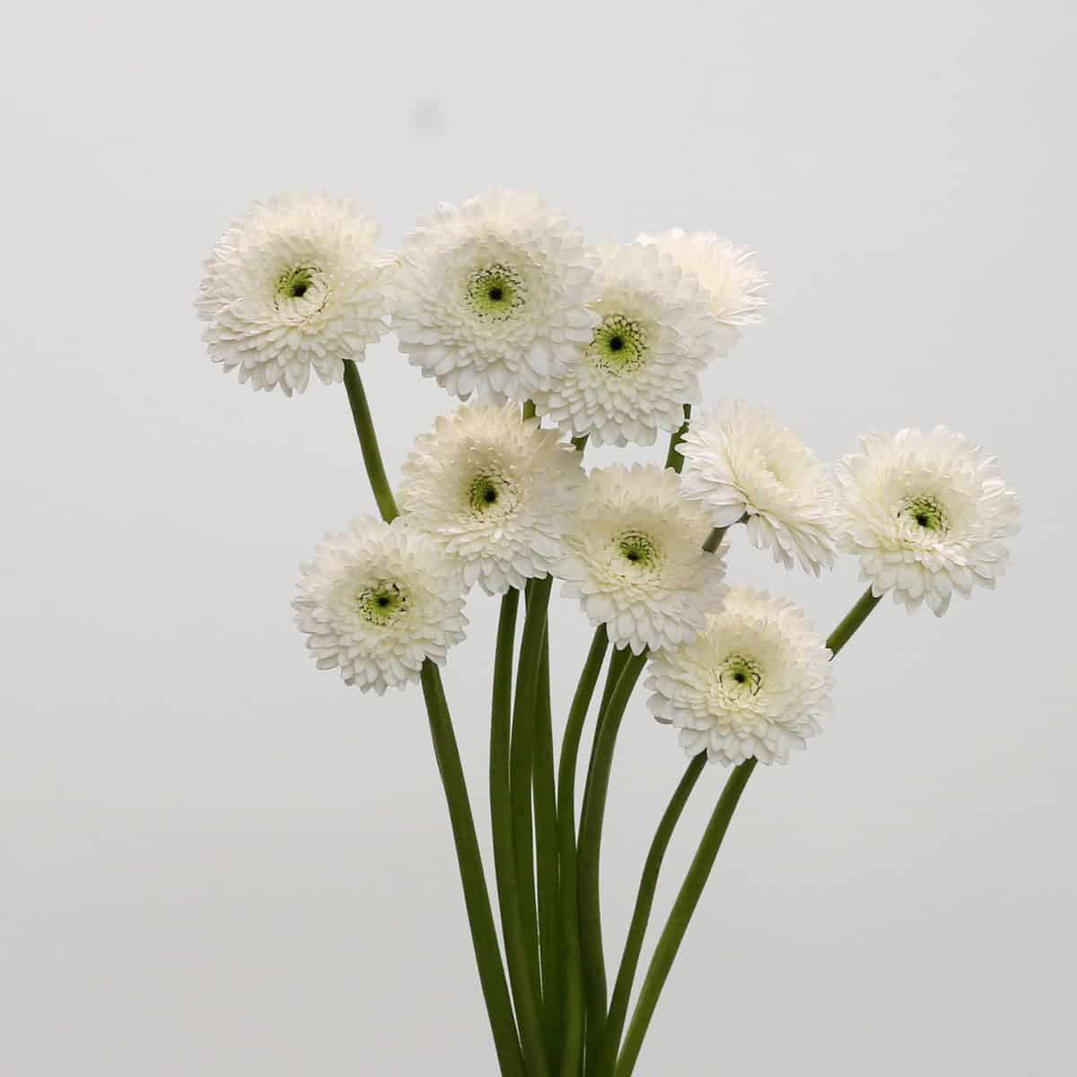 Gerpom Amando white bunch mini gerbera flowers