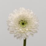 Gerpom Amando White