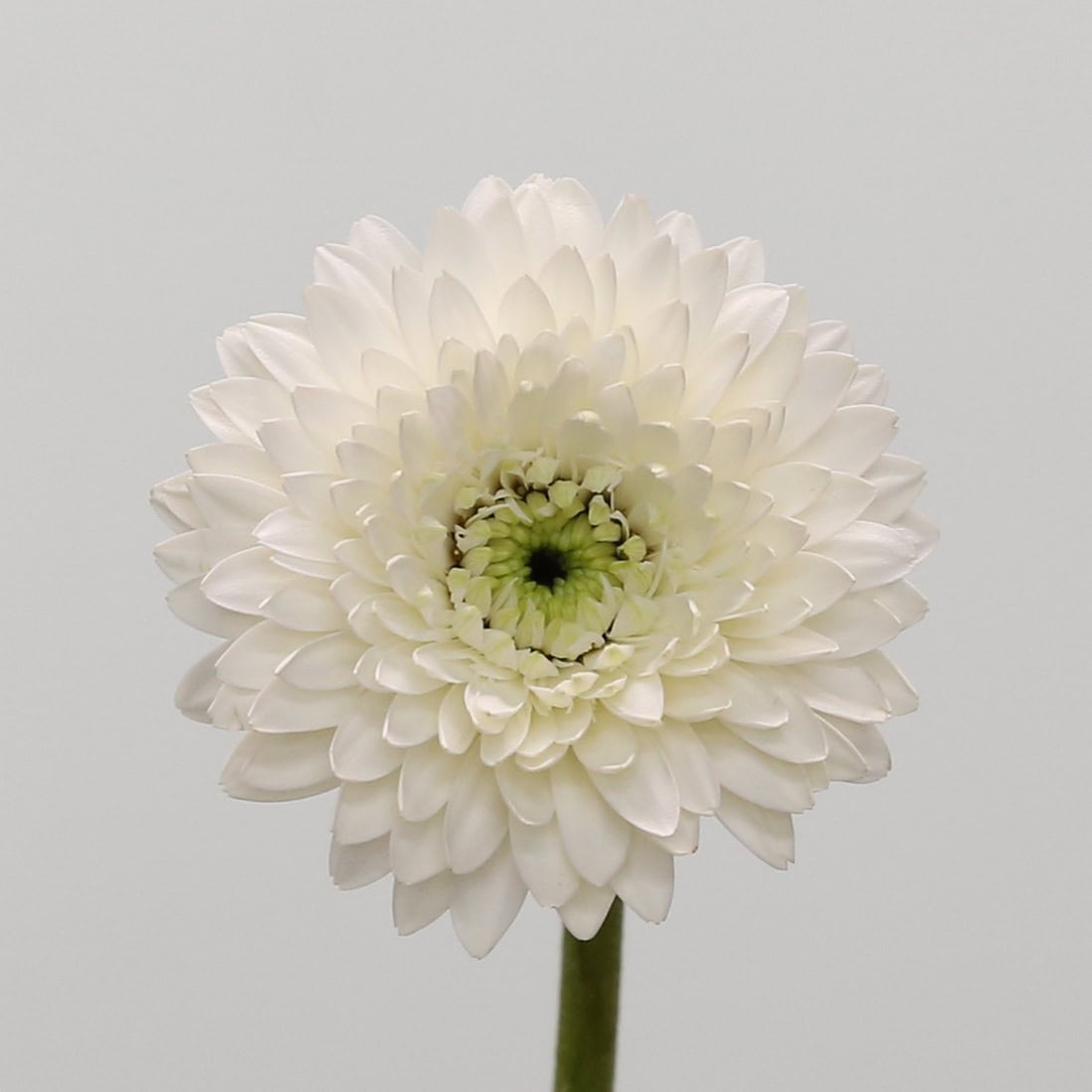 Gerpom Amando white mini gerbera pompon close up