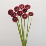 Gerpom Chique Dark Pink