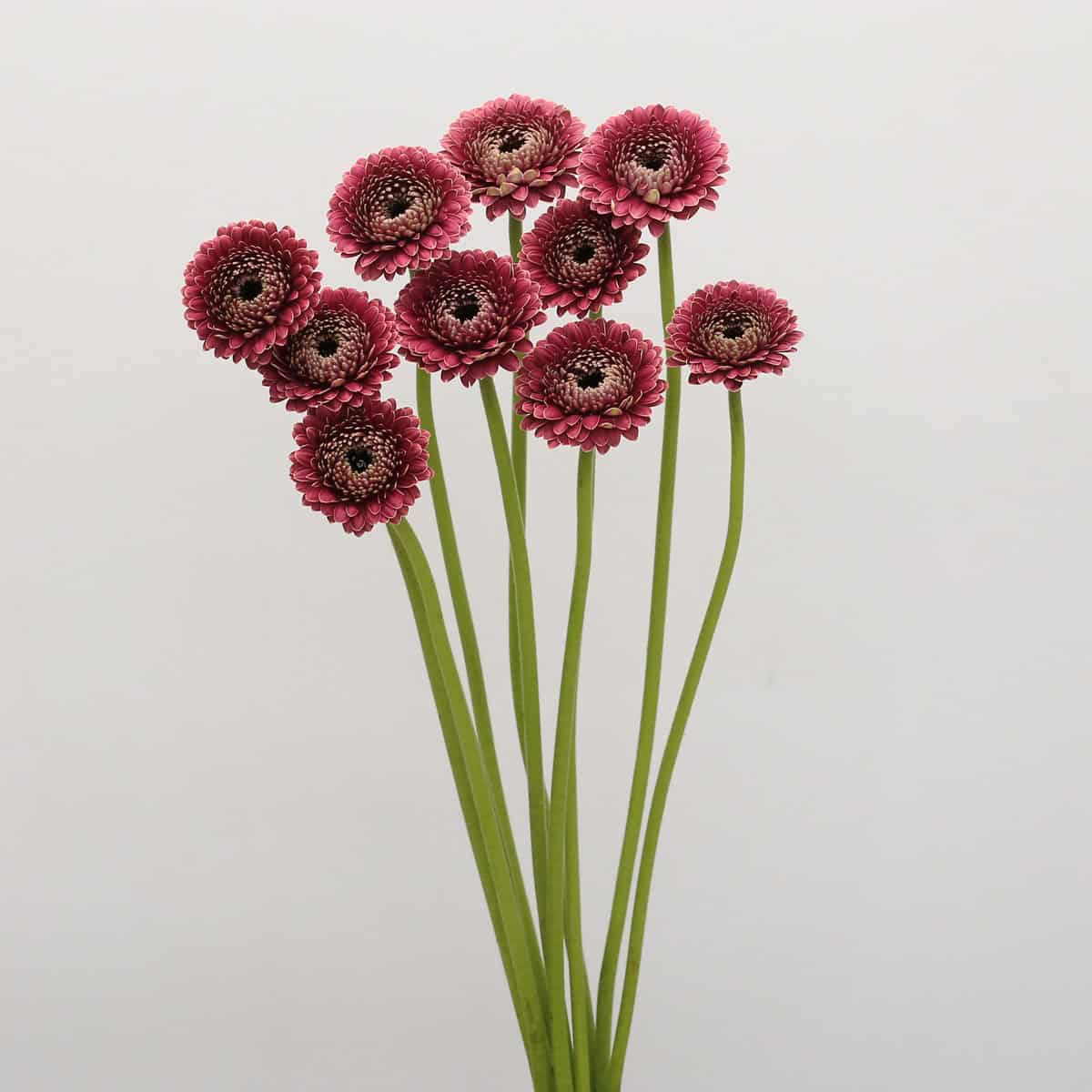 Gerpom Chique dark pink mini gerbera flowers loose stems bunch