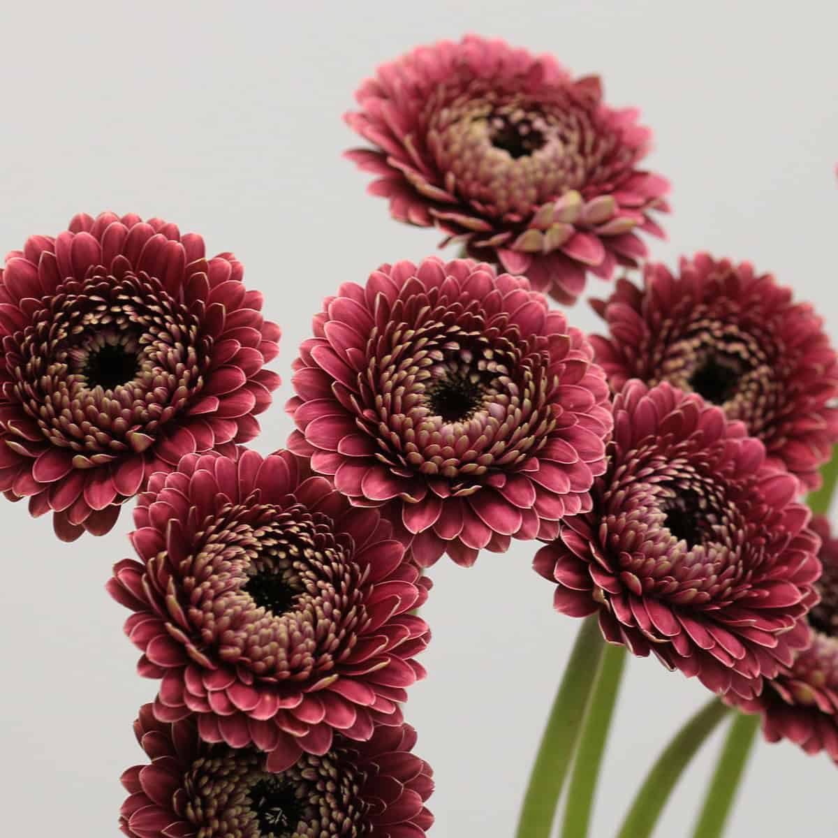 Gerpom Chique Dark Pink