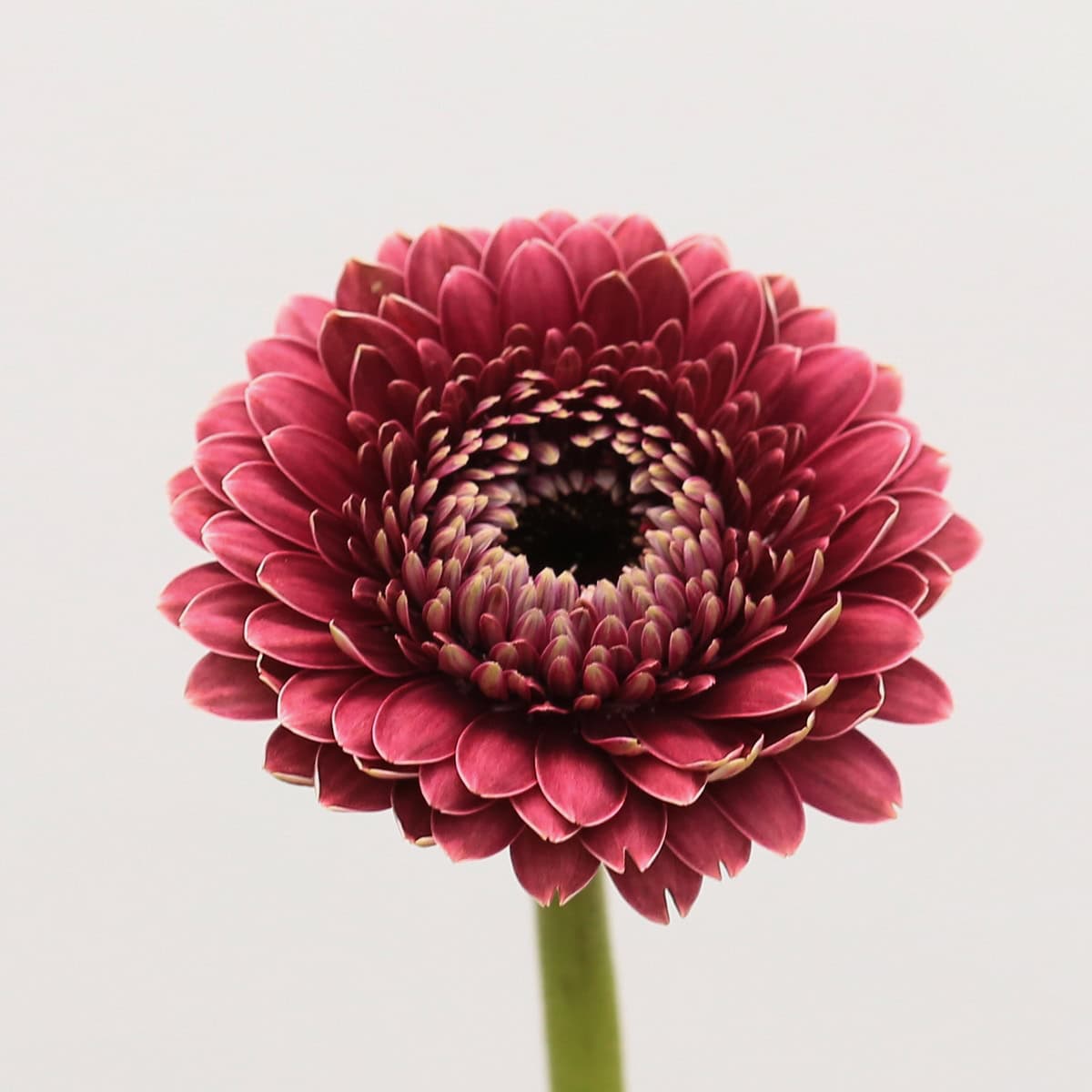 Gerpom Chique dark pink mini gerbera macro close-up showing pompon petals