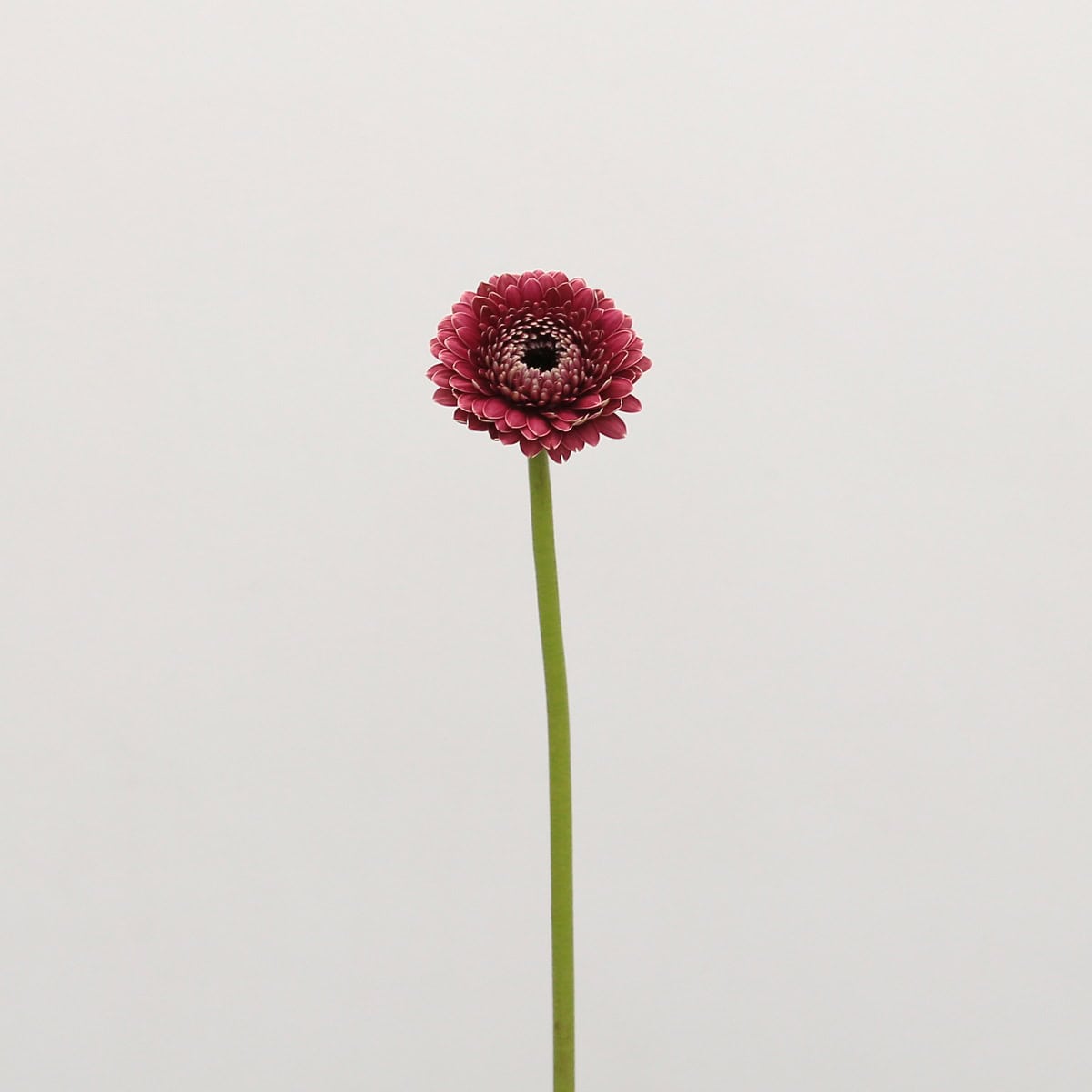 Gerpom Chique Dark Pink