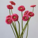 Gerpom Cupid Pink