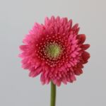 Gerpom Cupid Pink