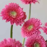 Gerpom Cupid Pink