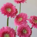 Gerpom Cupid Pink