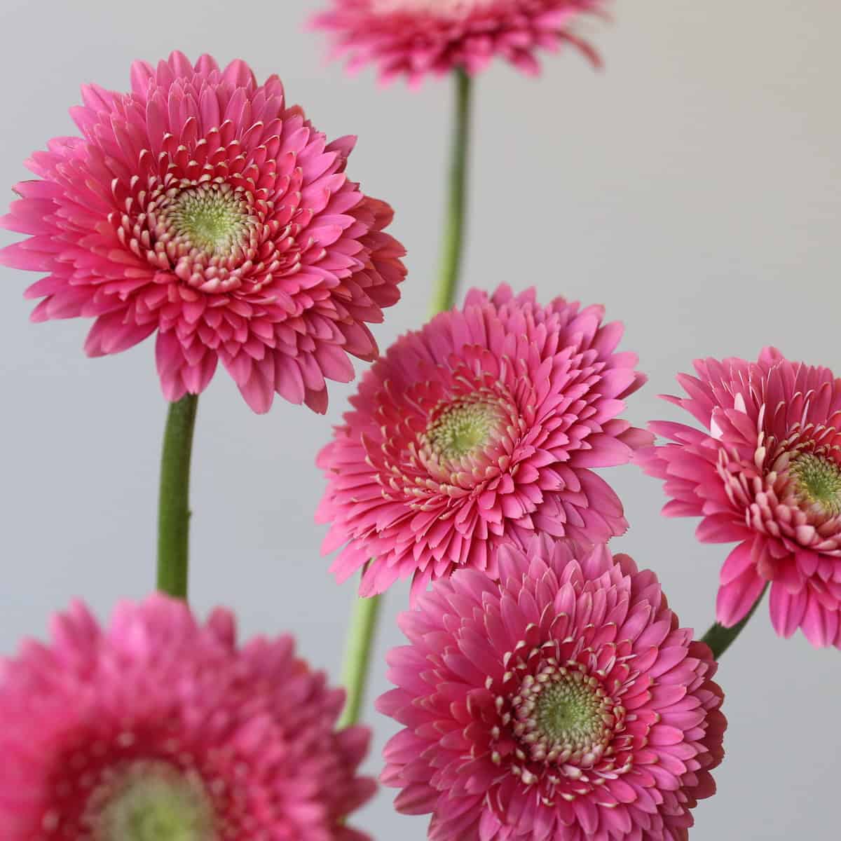 Gerpom Cupid Pink