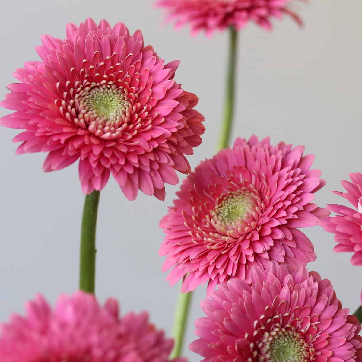 Gerpom Cupid Pink