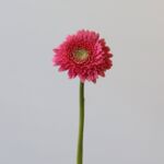 Gerpom Cupid Pink