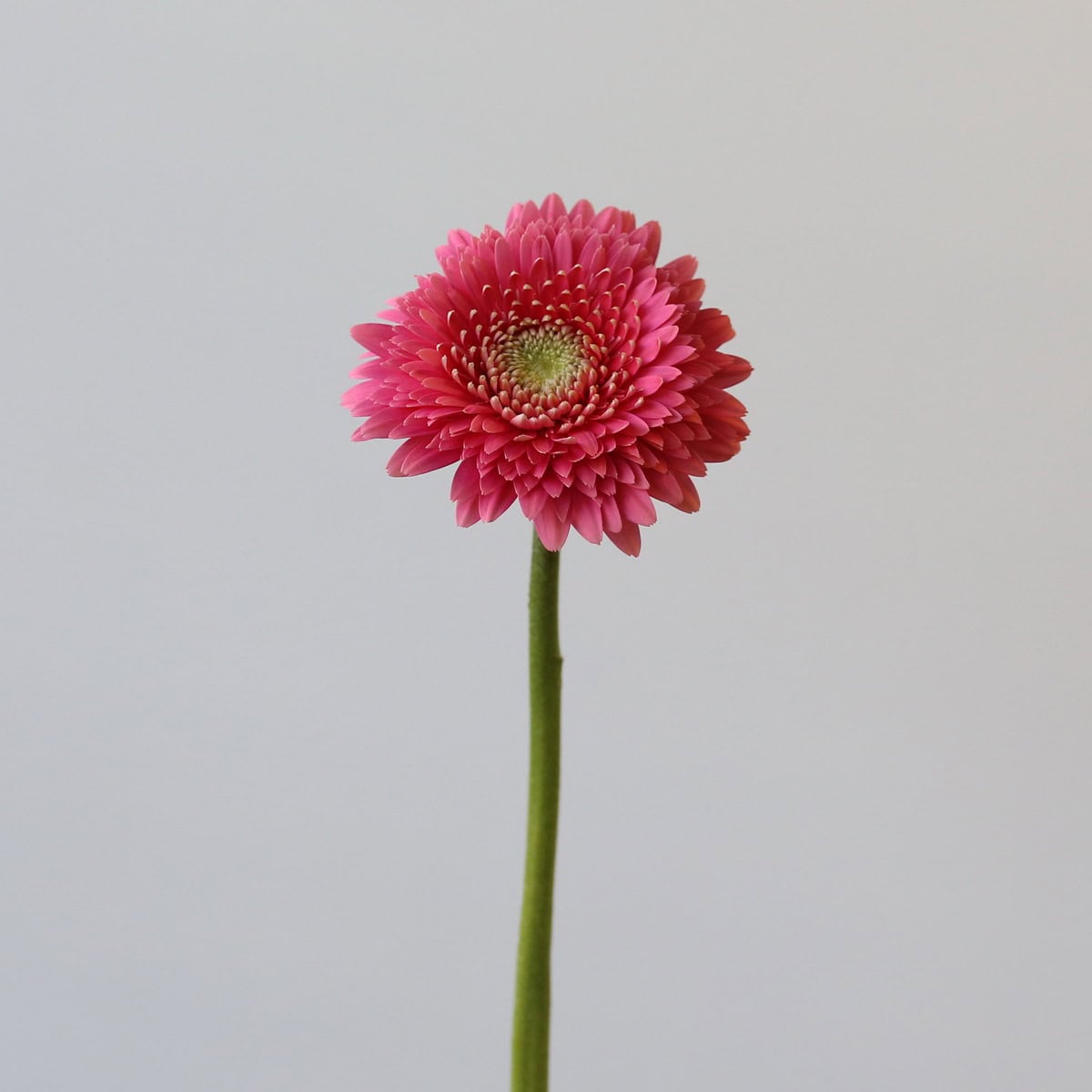 Gerpom Cupid Pink