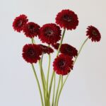 Gerpom Floyd Red