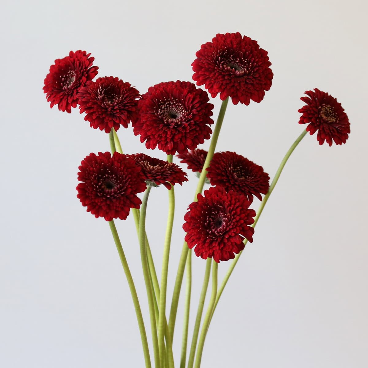 Gerpom Floyd red flowers bunch with multiple stems
