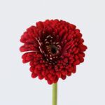 Gerpom Floyd Red