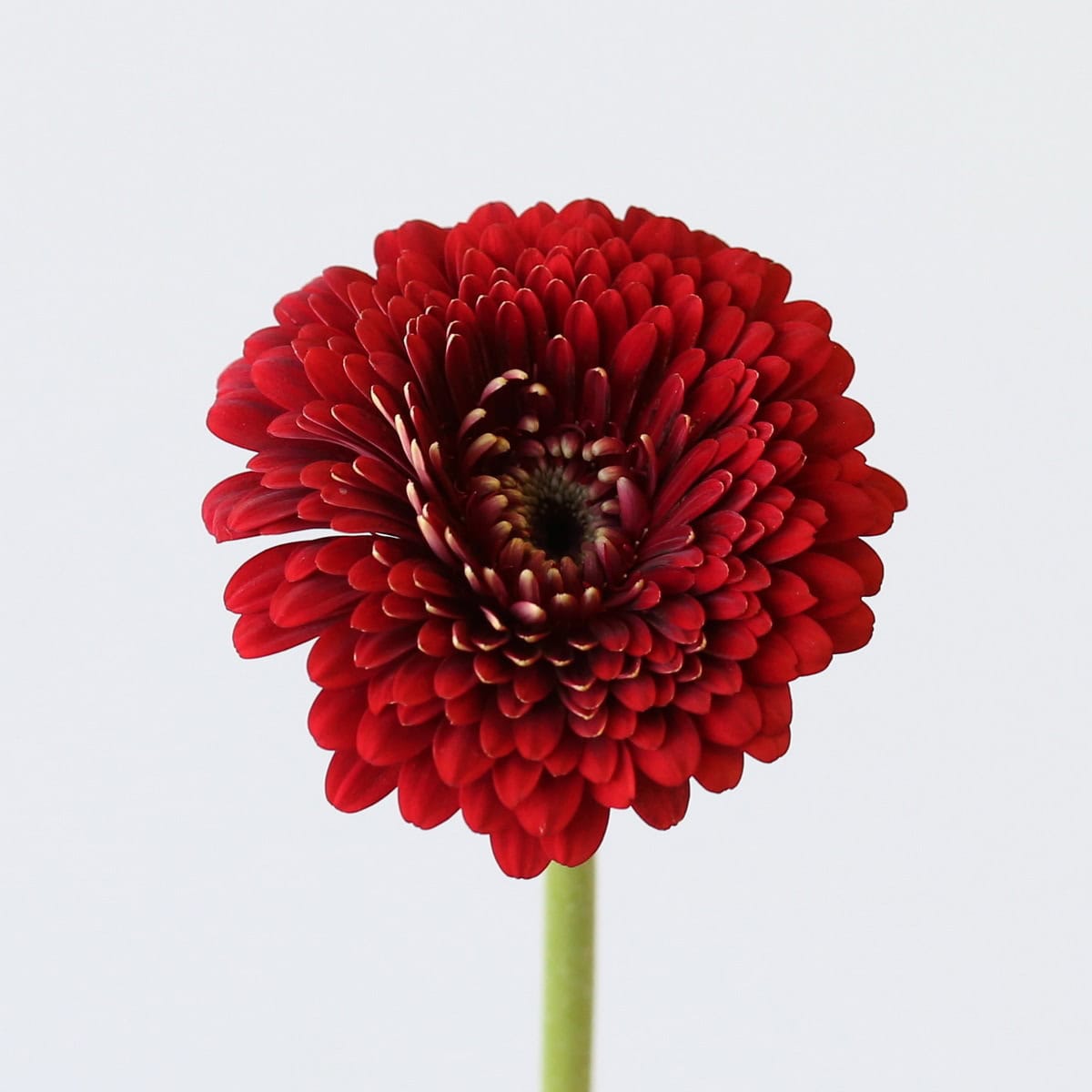 Gerpom Floyd red flower close up showing pompon gerbera bloom