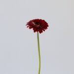 Gerpom Floyd Red