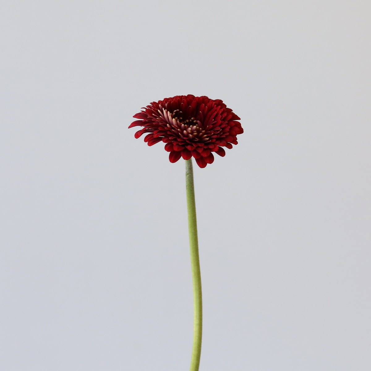 Gerpom Floyd Red
