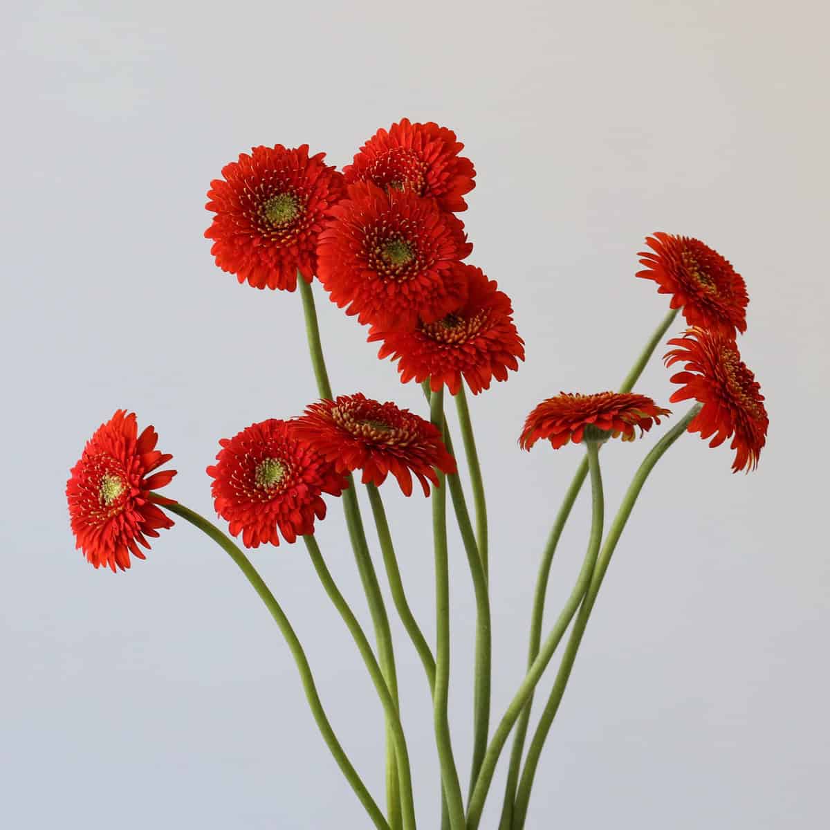 Gerpom Fozzie orange bunch mini gerbera flowers
