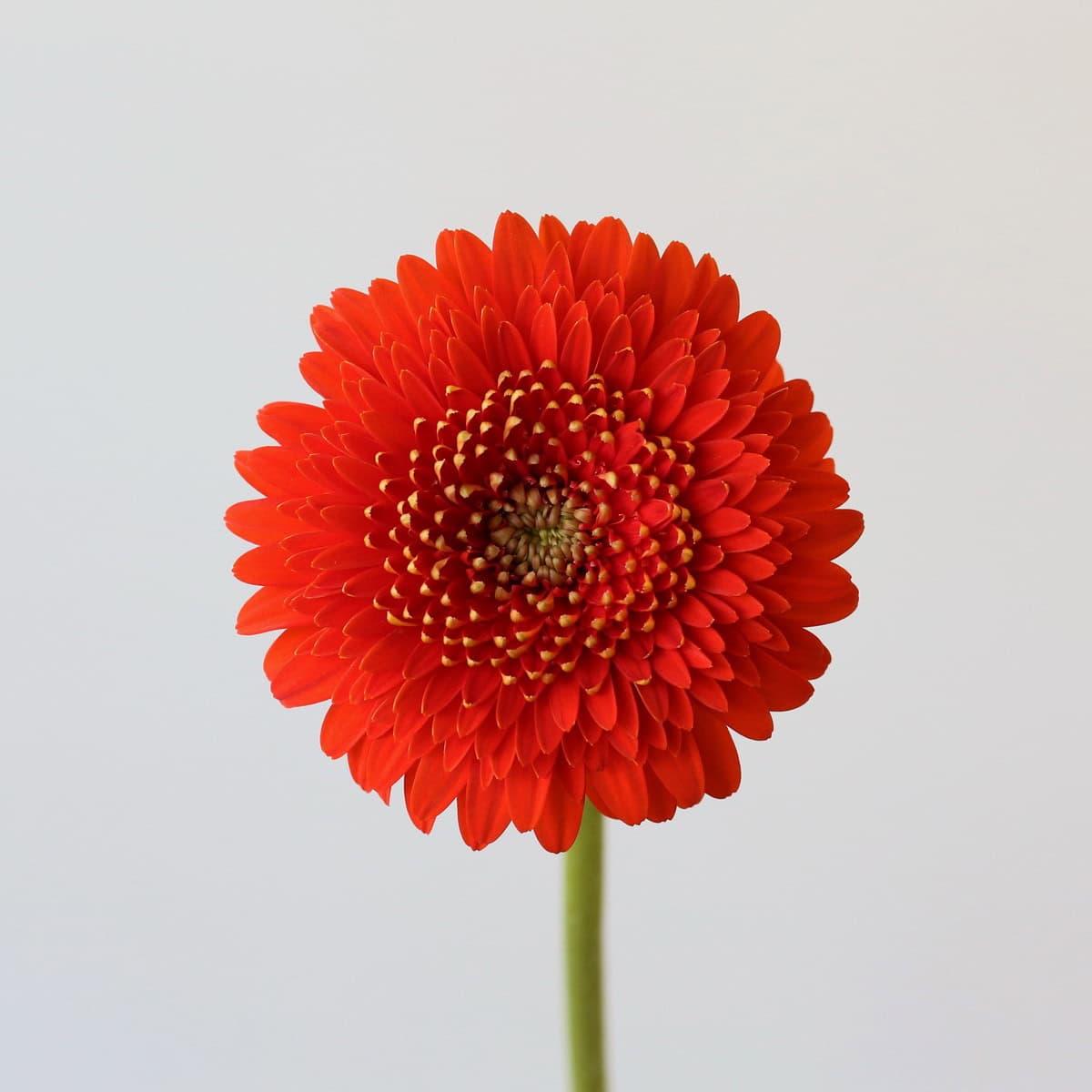 Gerpom Fozzie orange mini gerbera pompon close up