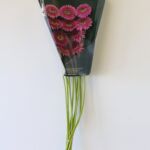 Gerpom Pluck Pink