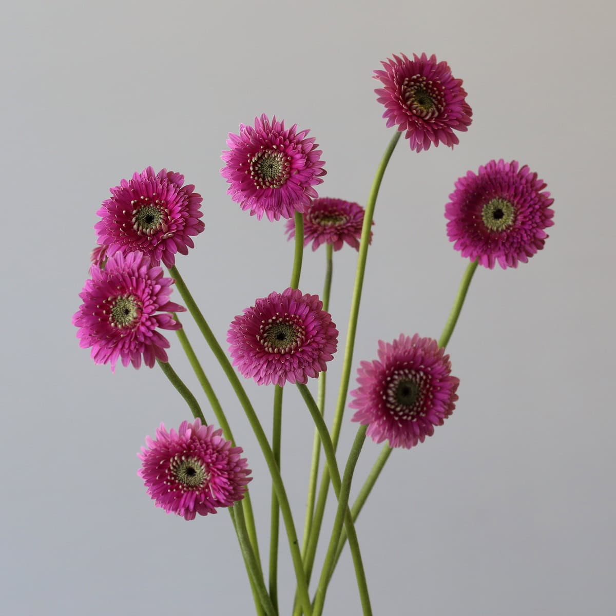 Gerpom Pluck pink flowers bunch with multiple stems