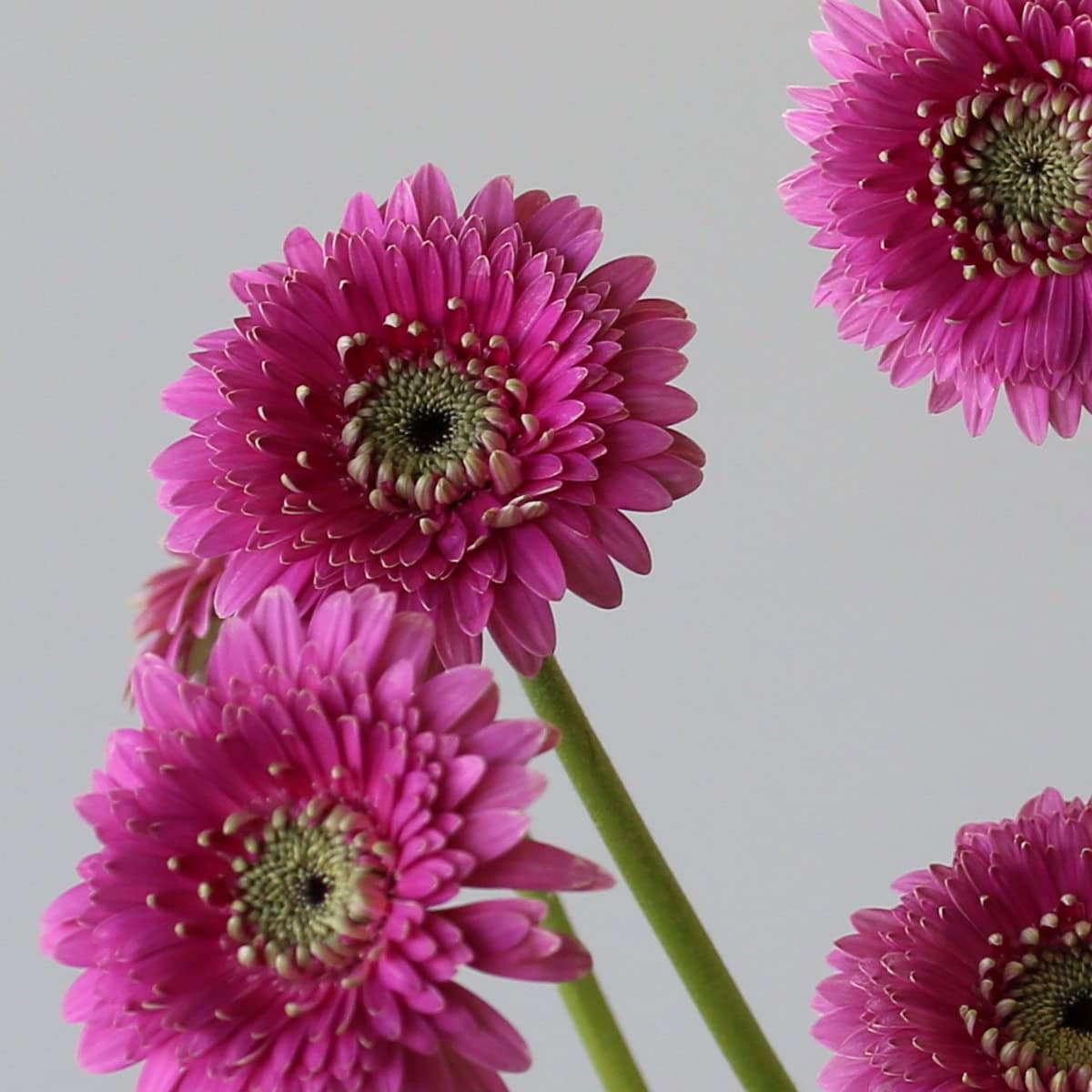 Gerpom Pluck Pink
