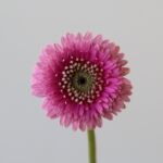 Gerpom Pluck Pink