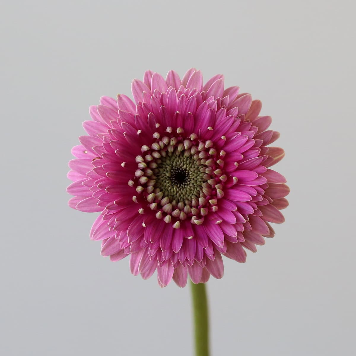 Gerpom Pluck pink flower close up showing pompon gerbera bloom