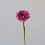 Gerpom Pluck Pink
