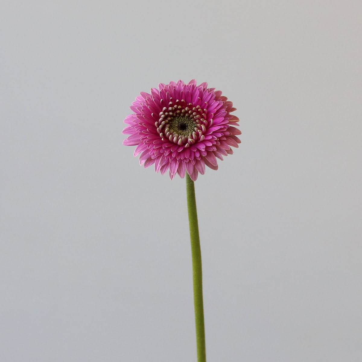 Gerpom Pluck Pink