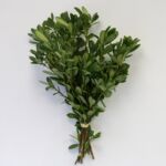 Green Pittosporum