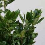 Green Pittosporum