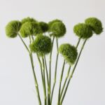 Dianthus Vert “Green Trick”