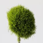 Dianthus Vert “Green Trick”