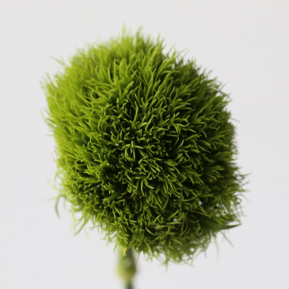 Dianthus Vert “Green Trick”