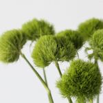 Dianthus Vert “Green Trick”