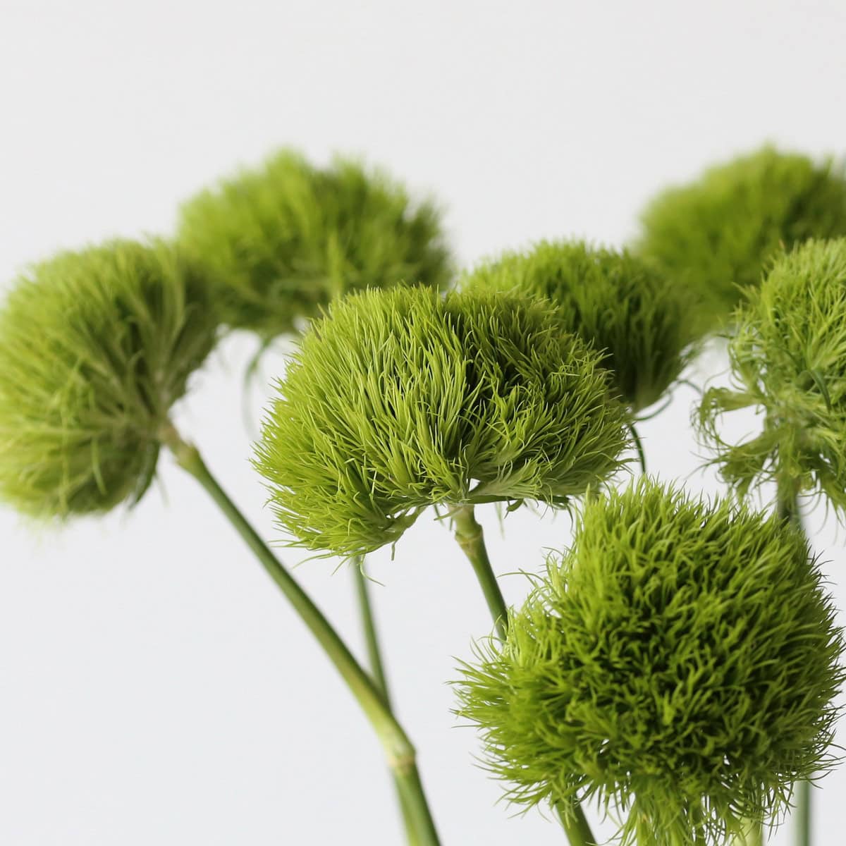 Green Trick dianthus cluster bulk flowers for floral arrangements