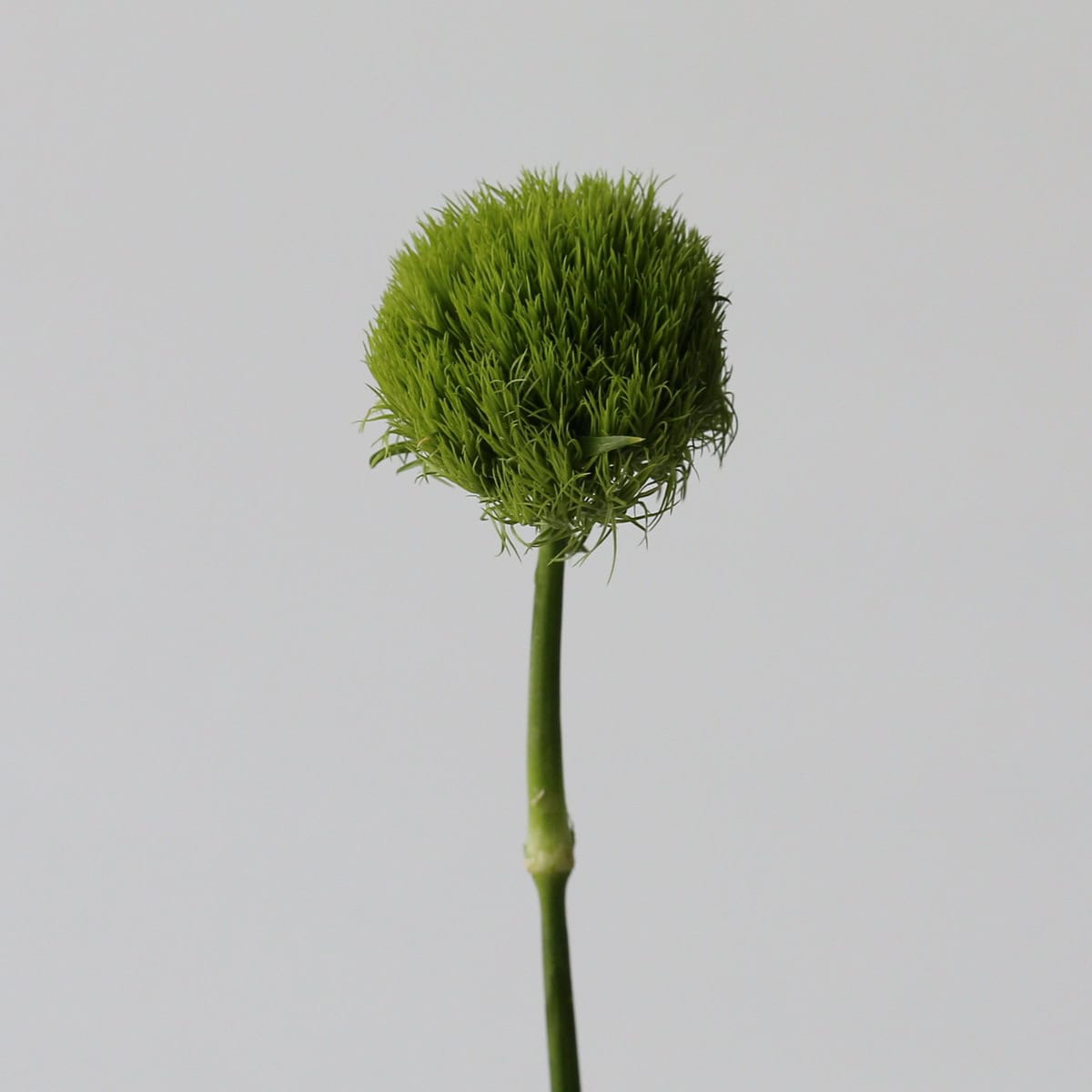 Dianthus Vert “Green Trick”