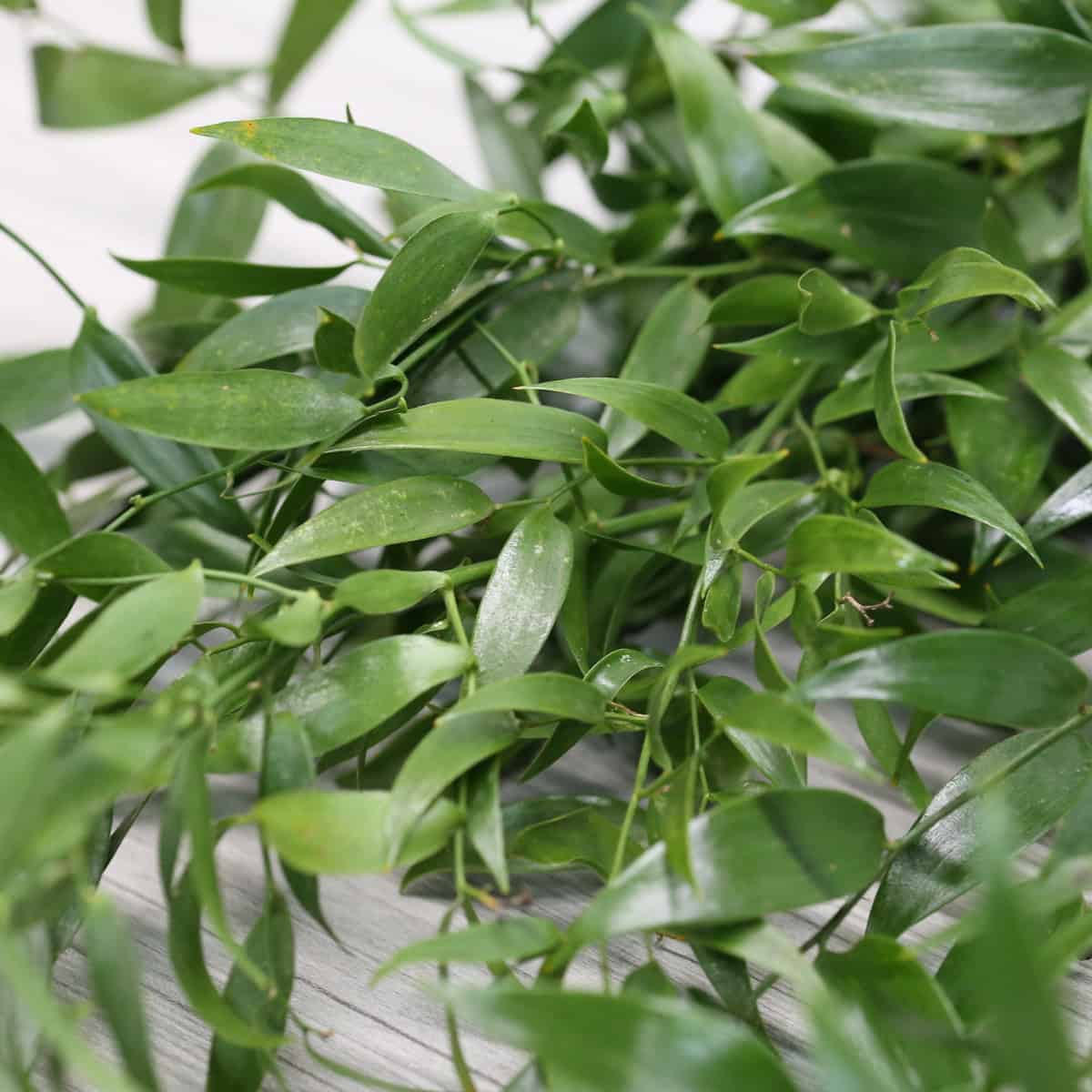 close up of italian ruscus leaves green glossy foliage