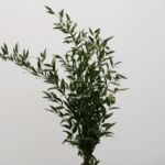 Italian Ruscus Short