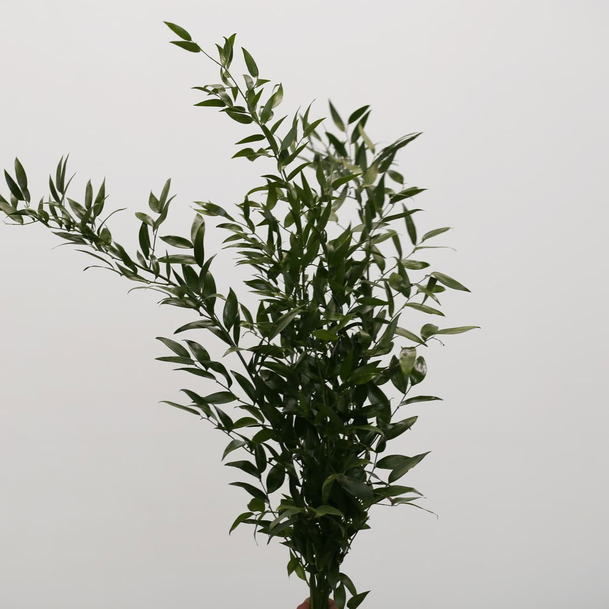 Italian ruscus short bunch 150g greenery stems