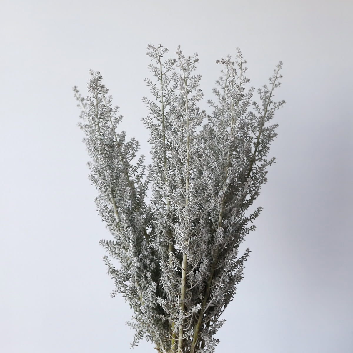 Kochia bunch with silvery grey stems used as bulk floral filler