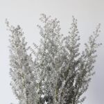Kochia