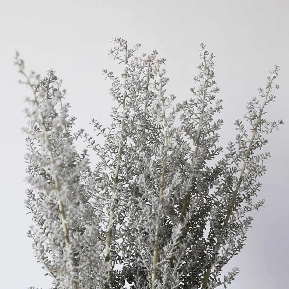 Kochia silvery grey foliage close-up with soft airy texture