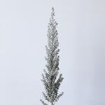 Kochia