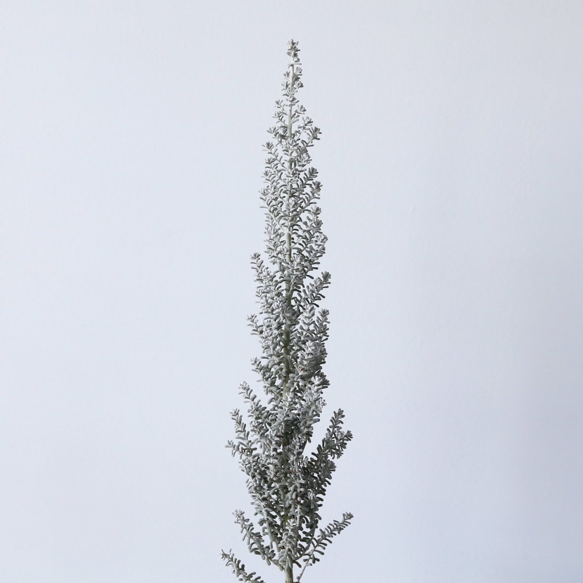 Kochia